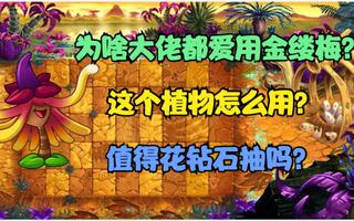 黑猫植物评测：金缕梅 从默默无闻到竞速新秀[2020评测][视频]