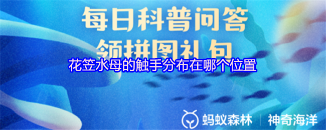 《支付宝》花笠水母触手的分布位置揭秘